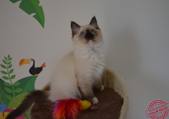 femelle seal-point mitted - 11 semaines - Chatterie Ragdolls du Val de Beauvoir